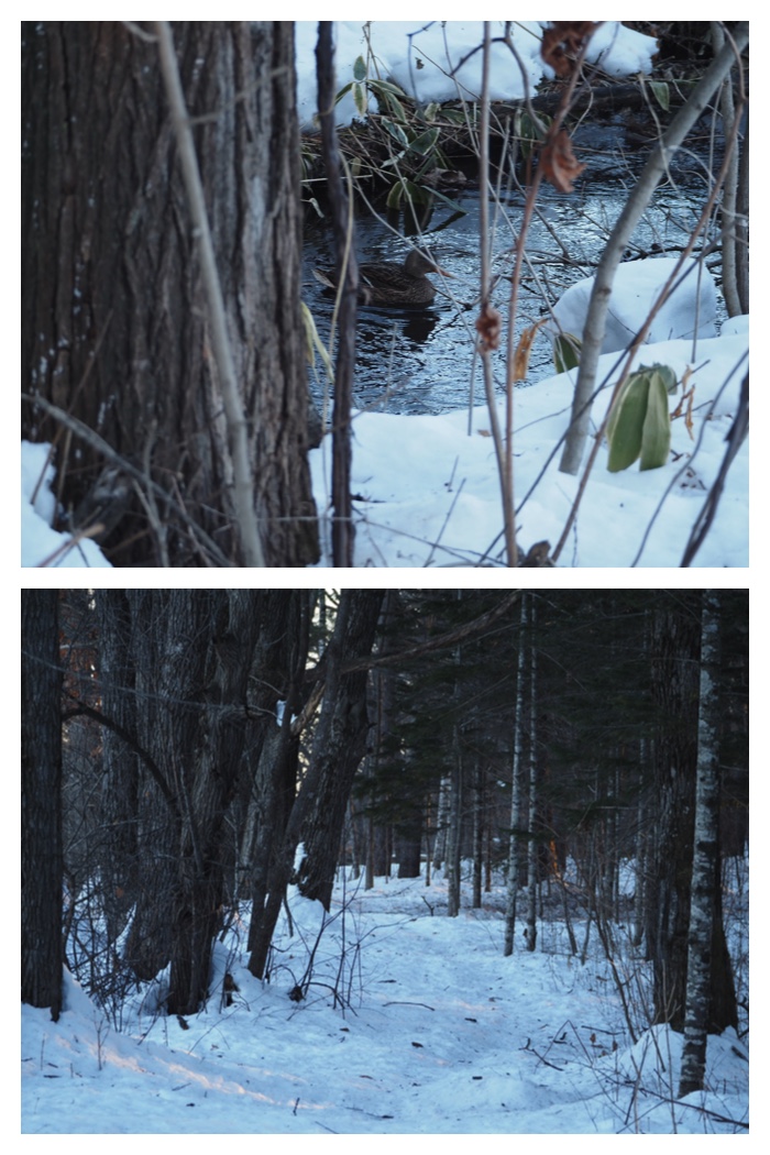 Walk_230104_5