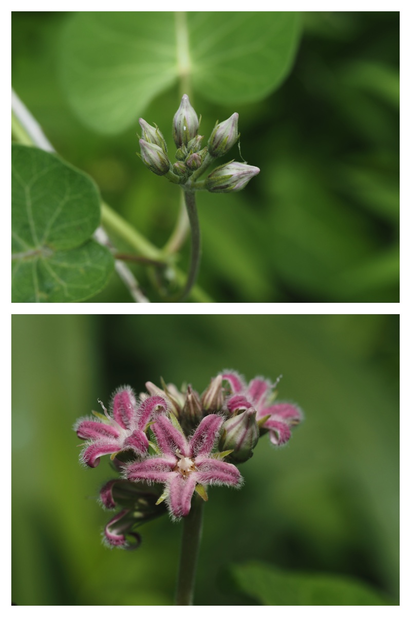 Butf_plant_230709_25