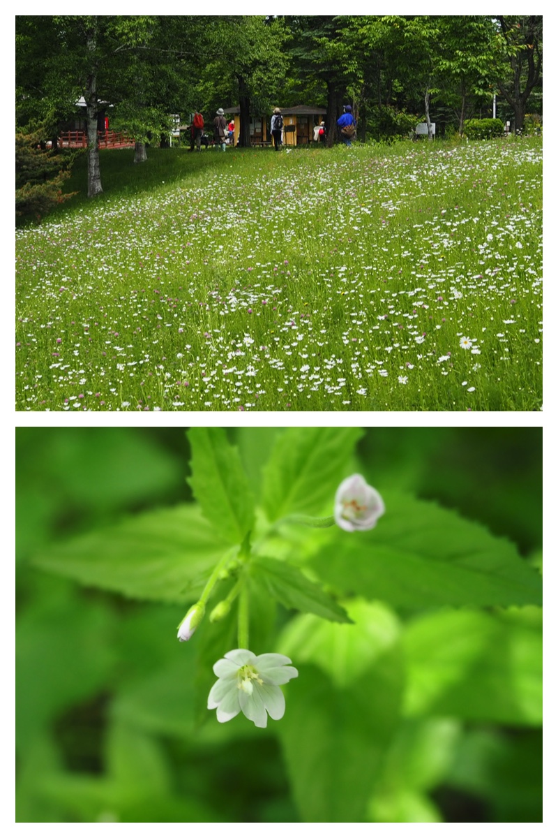 Ezo-chou_230611_10