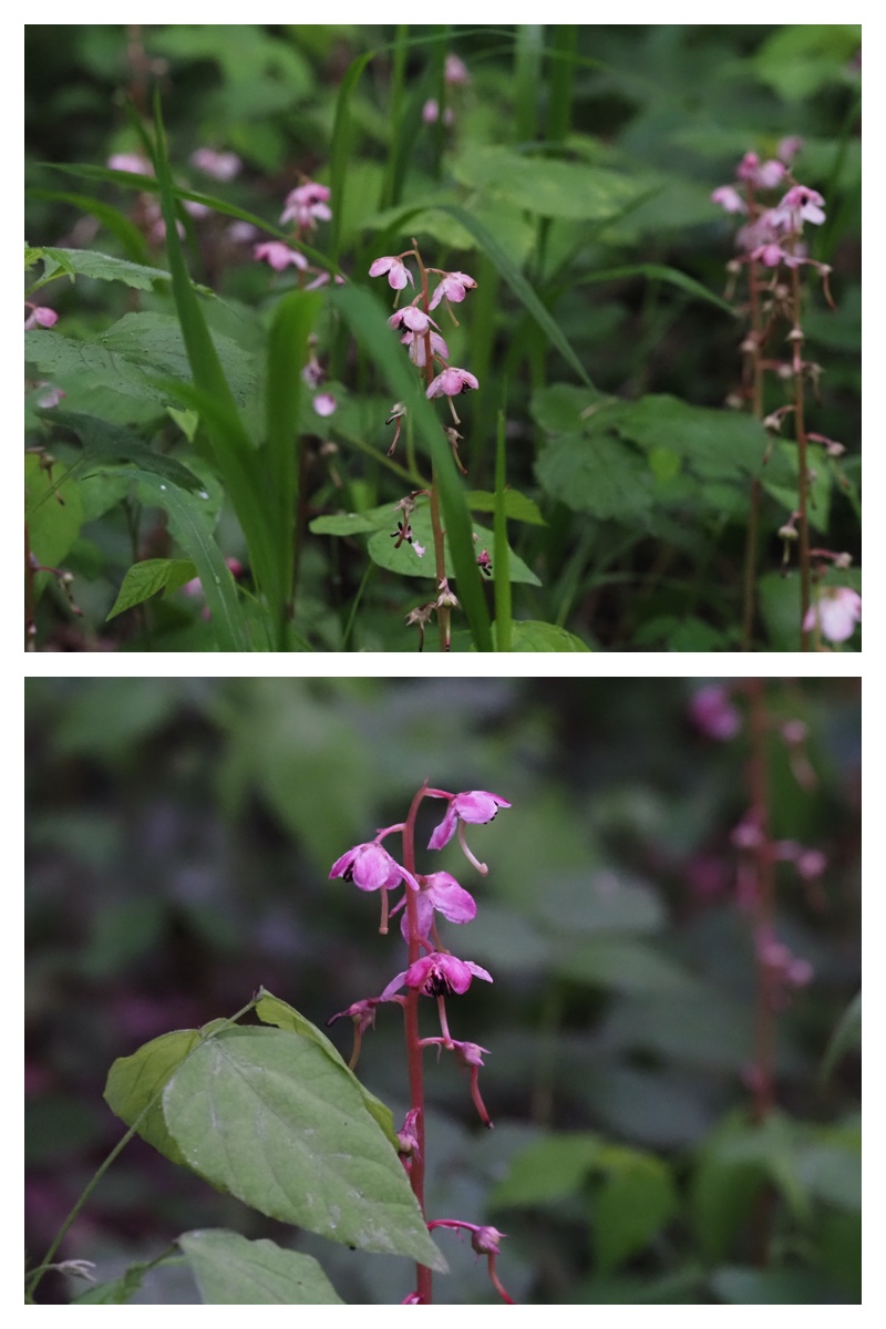 Garden-fl_230609_10