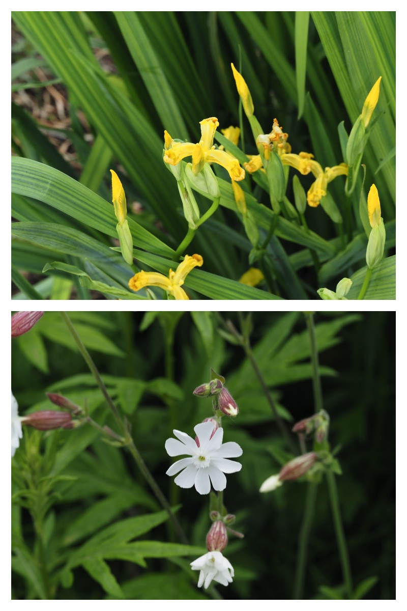 Garden-fl_230609_5