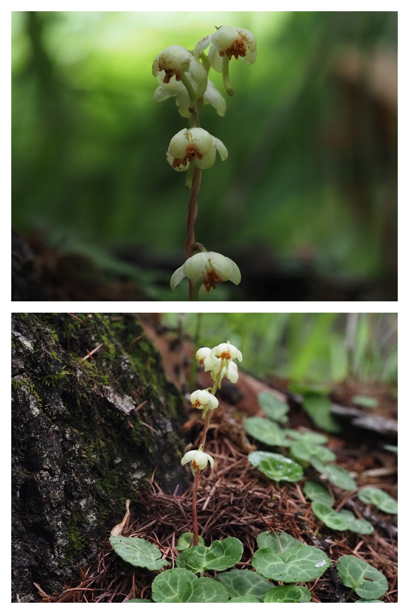 Garden-fl_230609_7