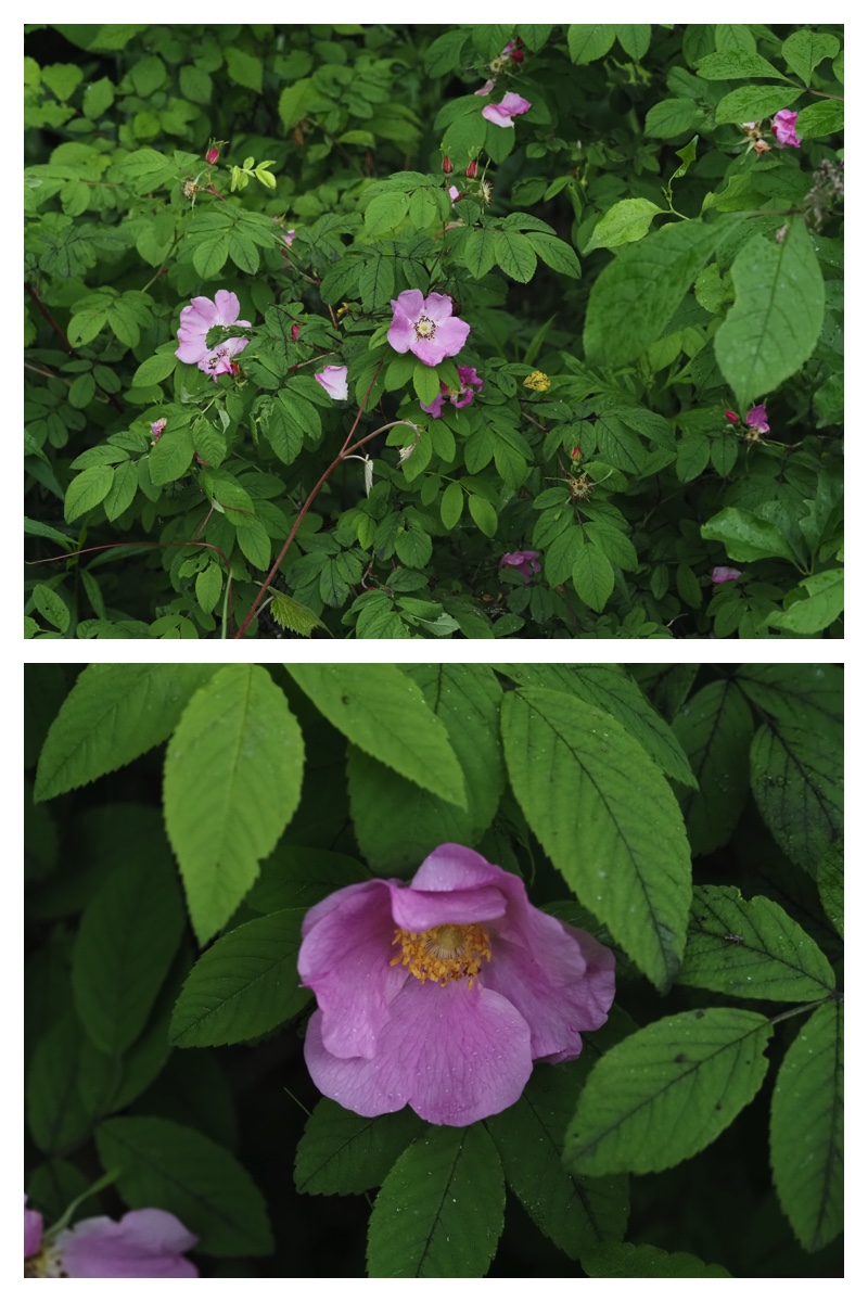 Garden-fl_230609_9