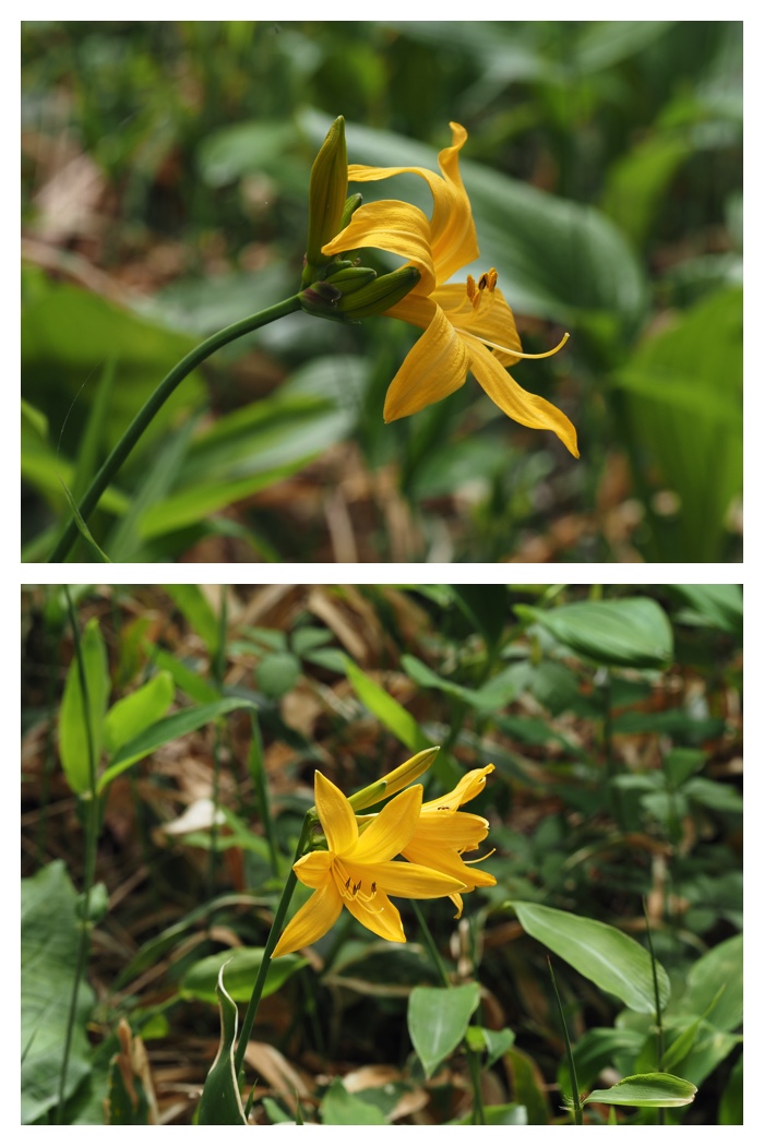 Forest_flowers_230602_10