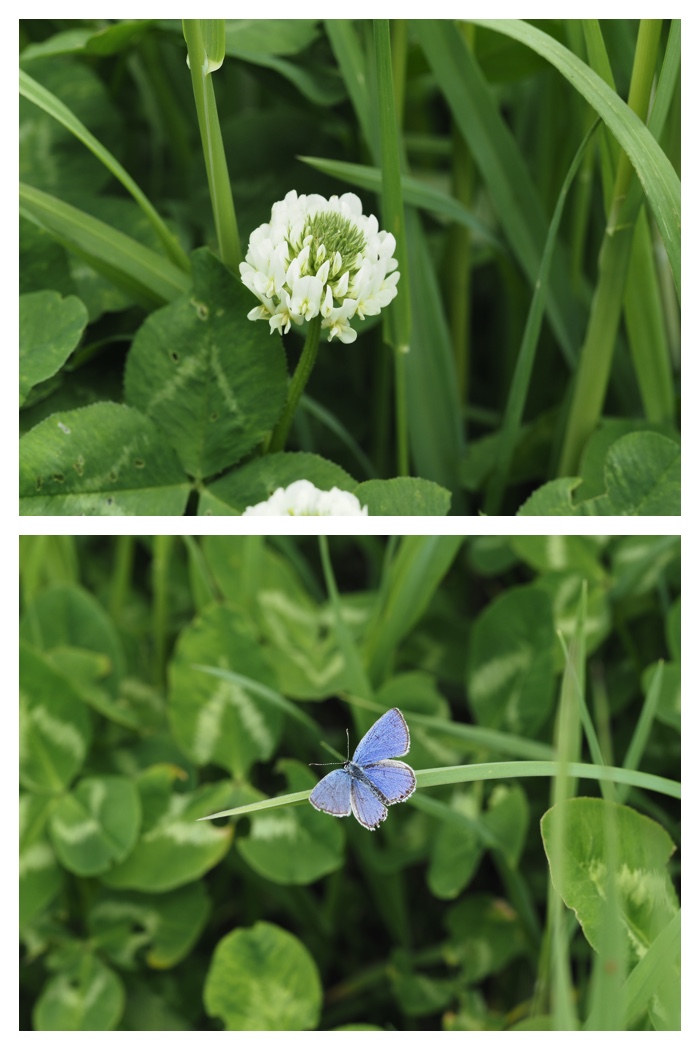 Forest_flowers_230602_11