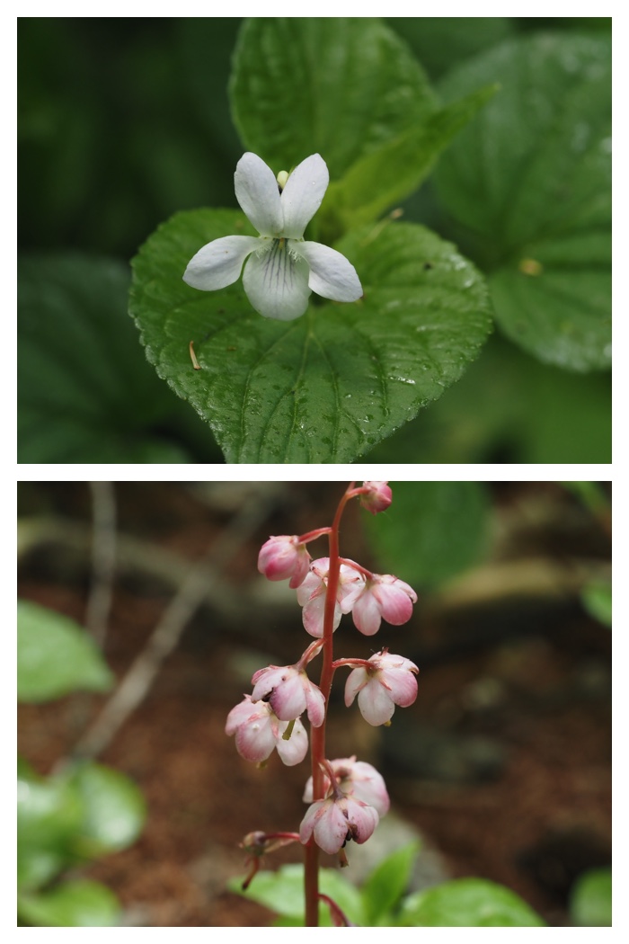 Forest_flowers_230602_3