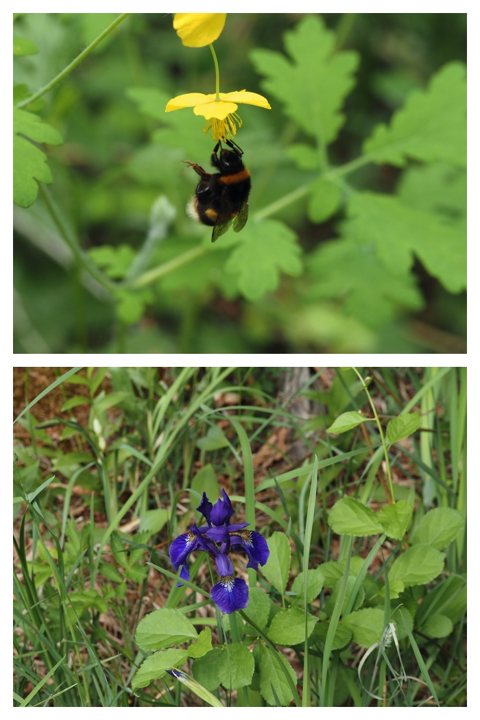 Forest_flowers_230602_5