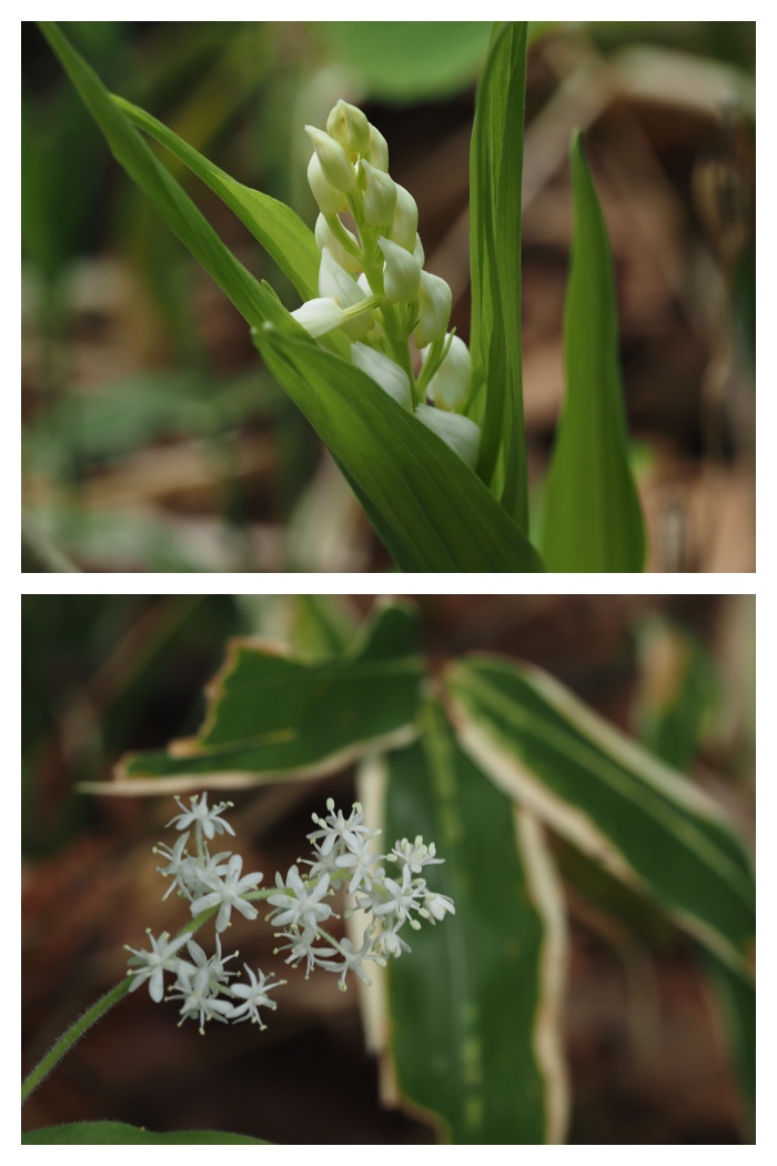 Forest_flowers_230602_7
