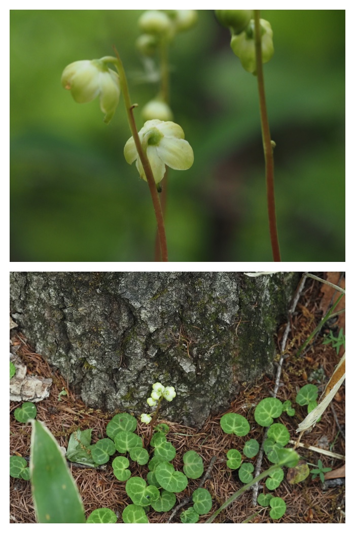 Forest_flowers_230602_8