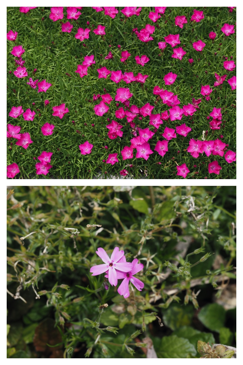 Garden-fl_230607_3