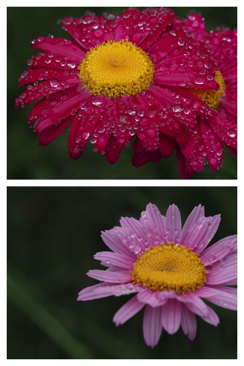 Garden-fl_230607_5