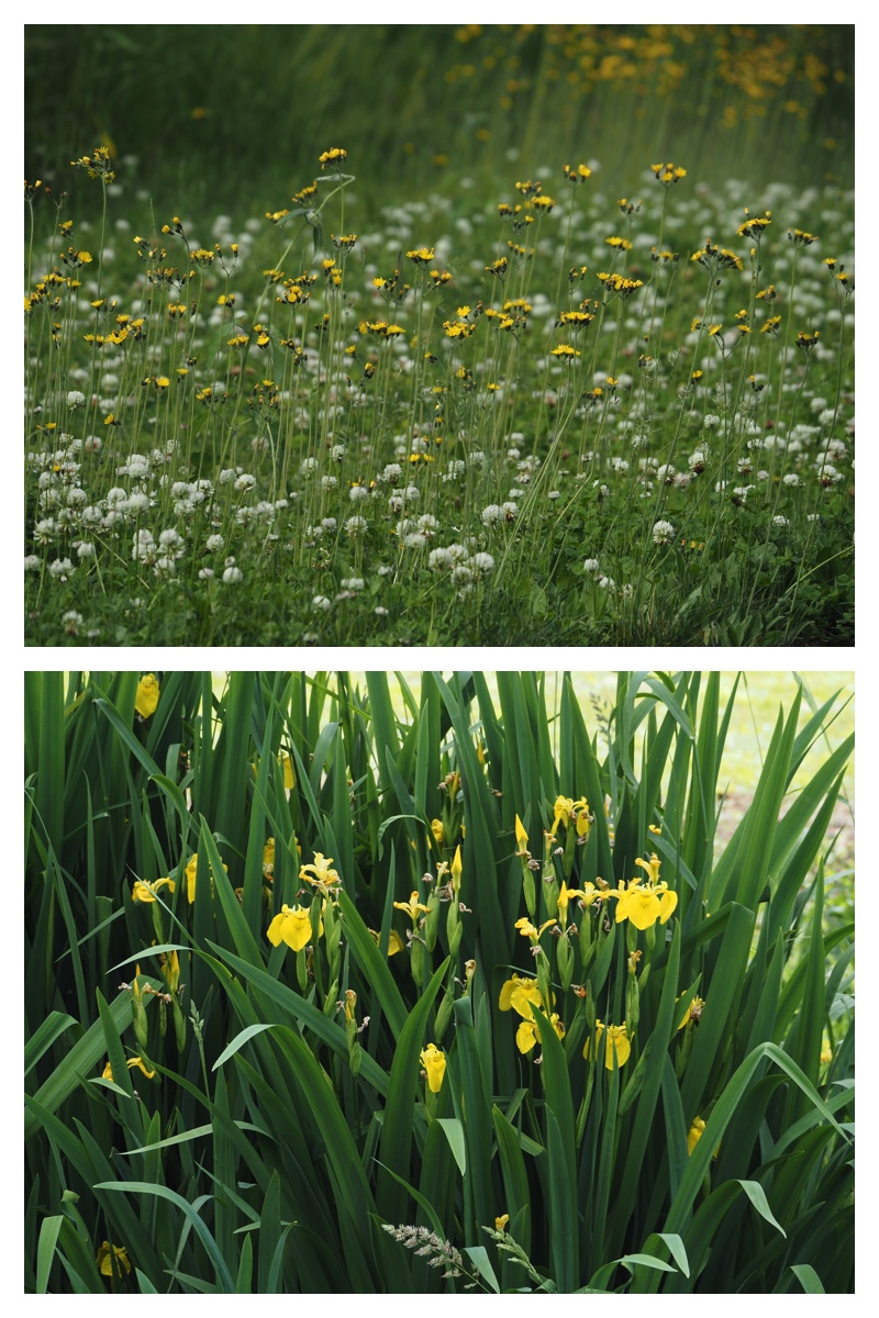 Garden_walk_230617_15