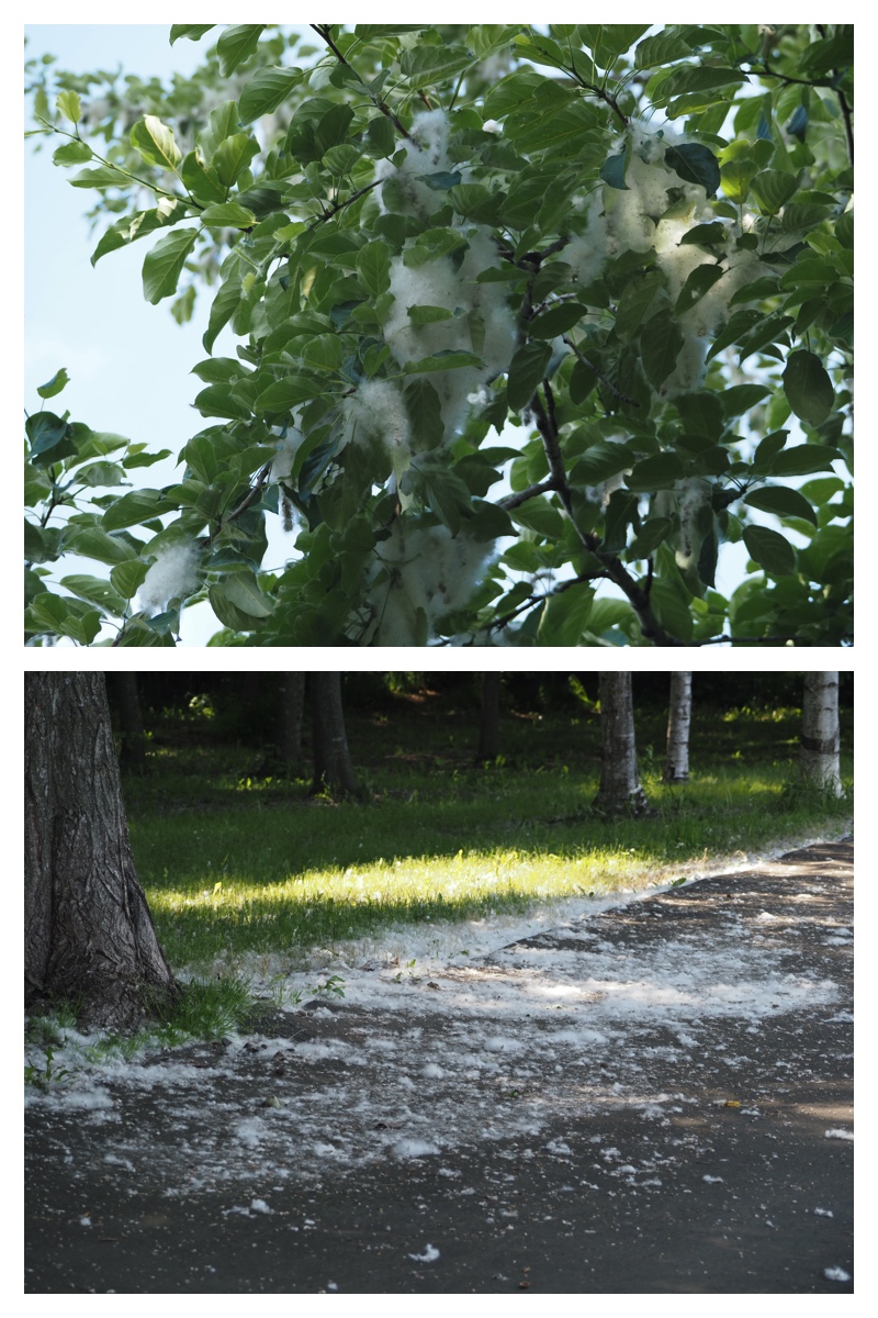 Garden_walk_230617_7