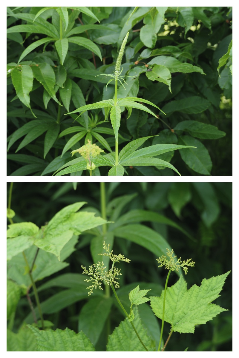 Garden_walk_230617_8