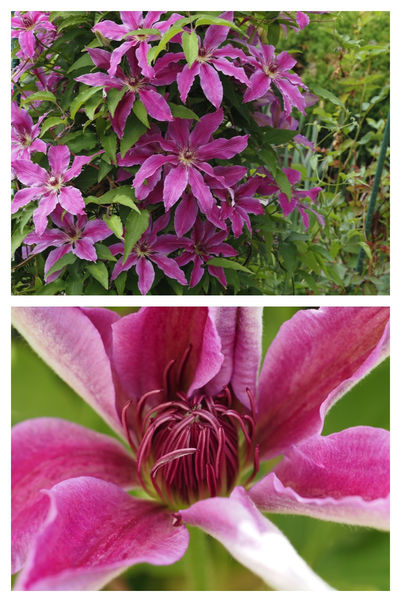 June-flowers_230602_1
