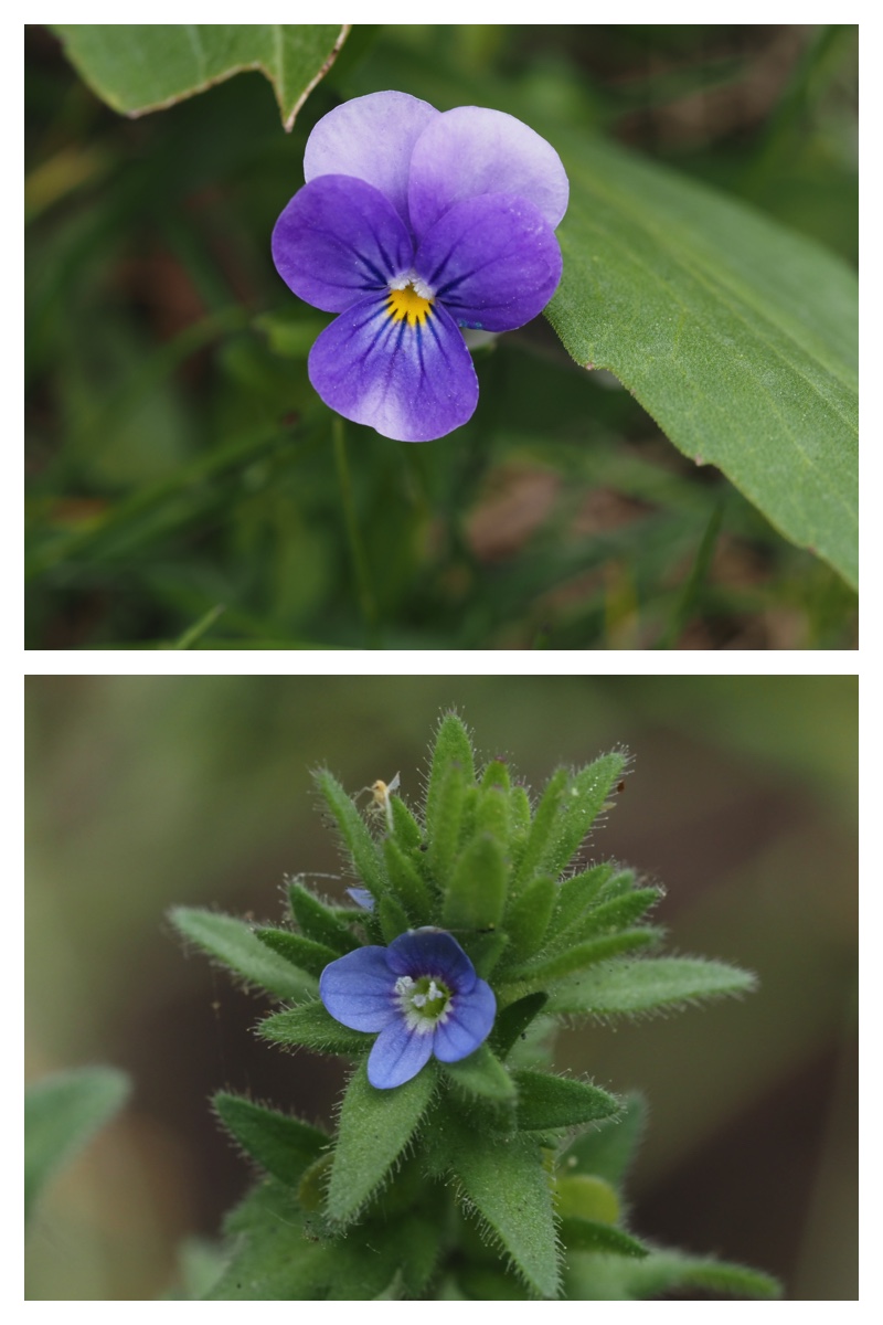 June-flowers_230602_10