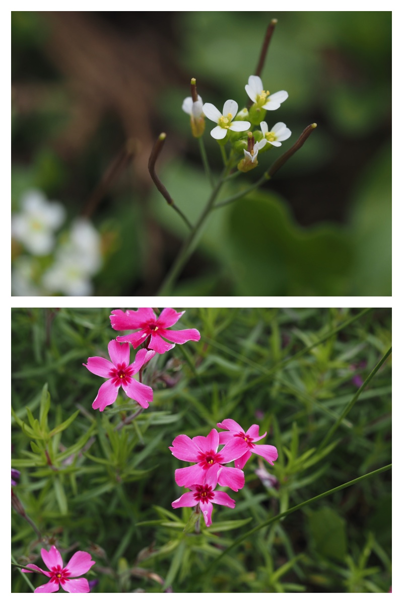 June-flowers_230602_14
