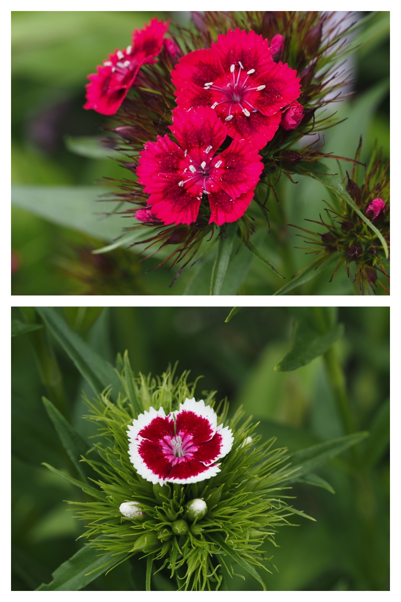 June-flowers_230602_3