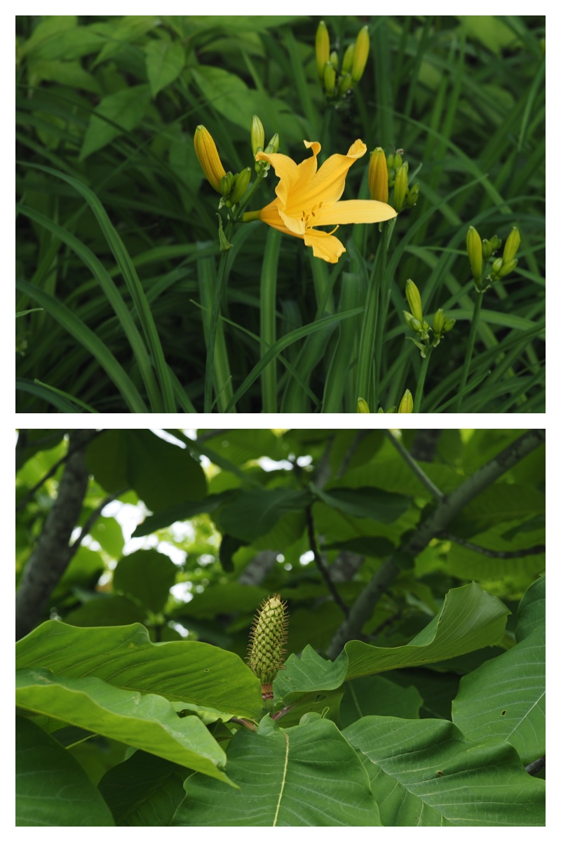 Tokachi-Hills_230613_22