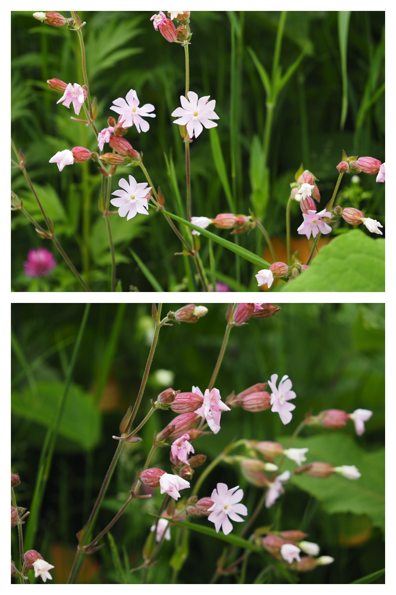 Tokachi-Hills_230613_31