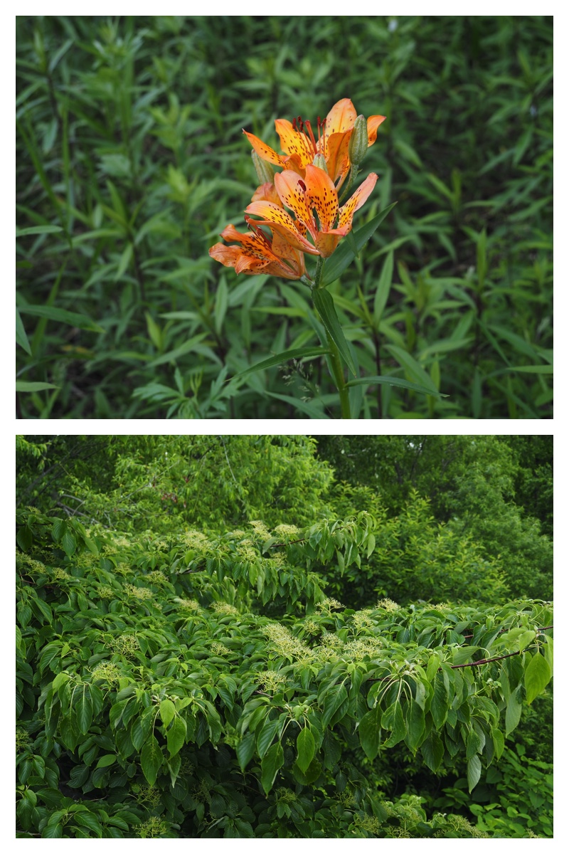 Tokachi-Hills_230613_33