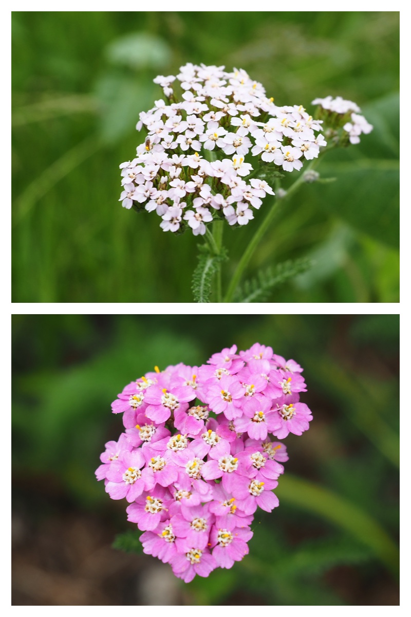 Tokachi-Hills_230613_4