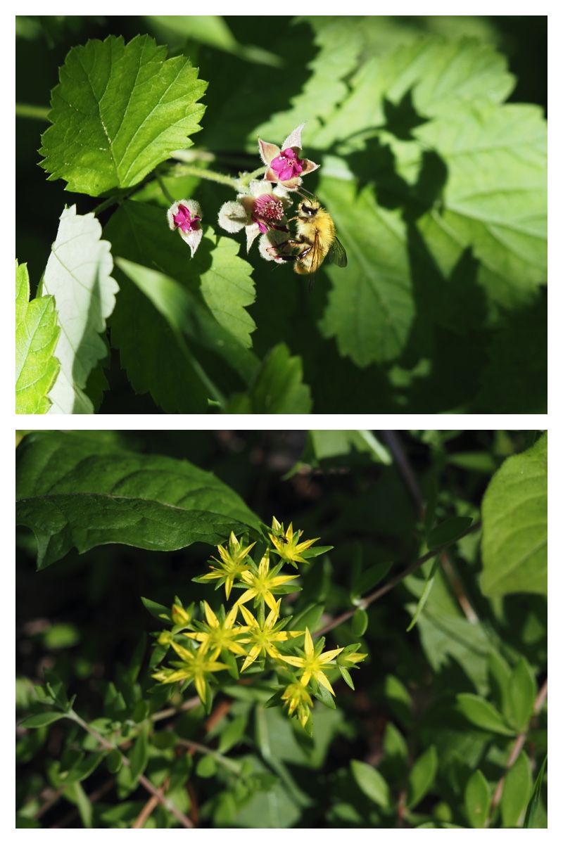 Yasouen_230620_15