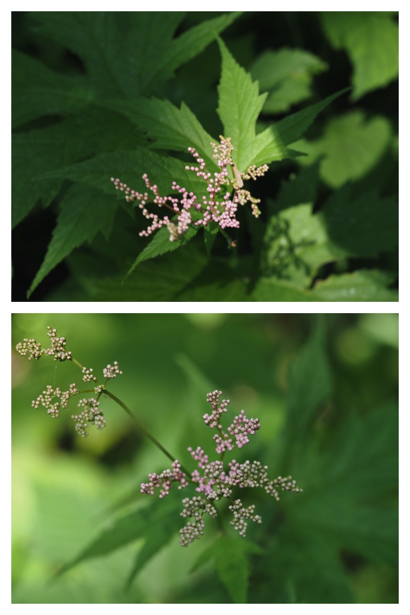 Yasouen_230620_6