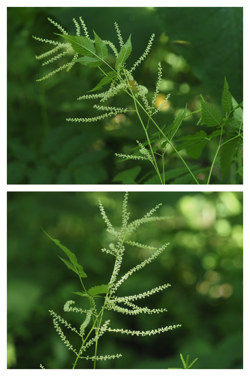Yasouen_230620_7