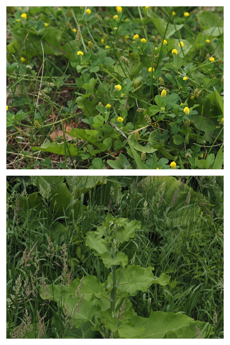 field_walk_230627_14