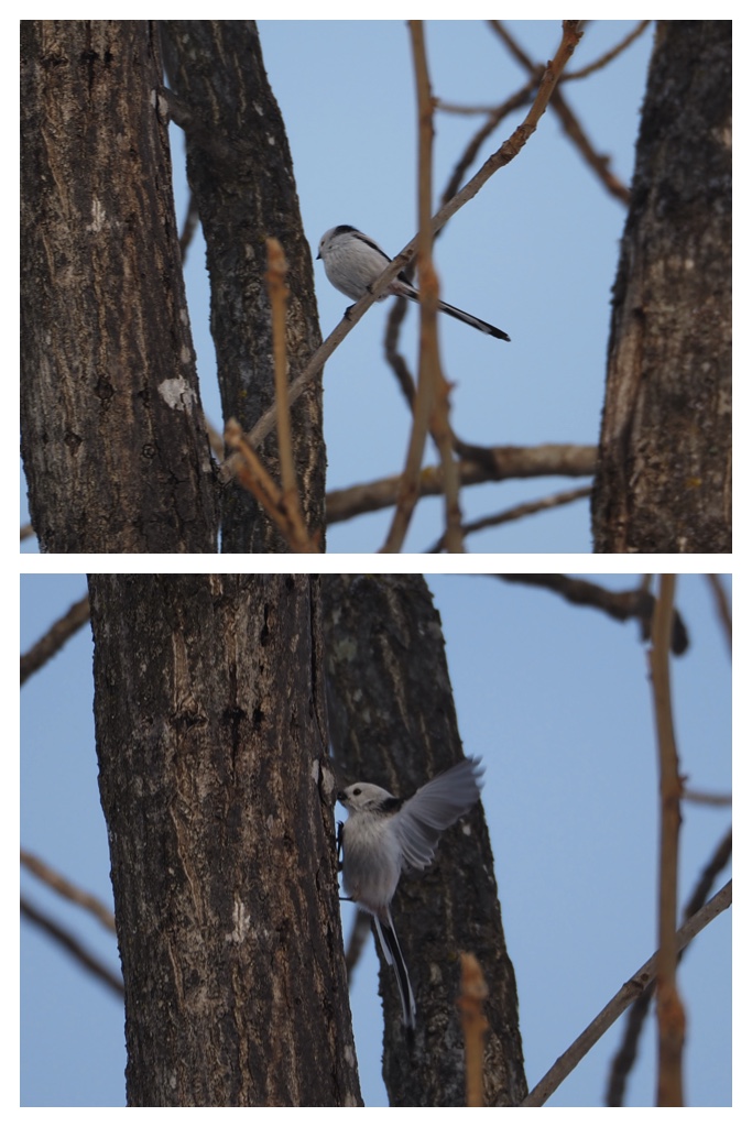 Birds_230301_5