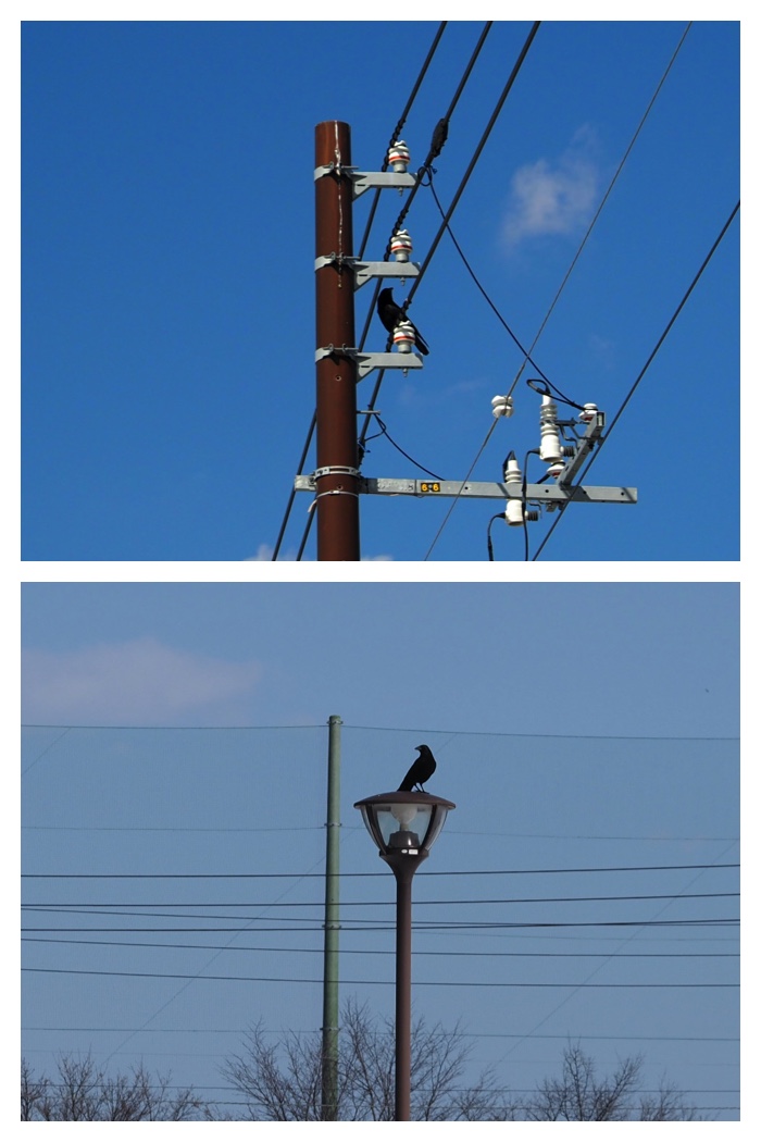 Centennial_230316_2
