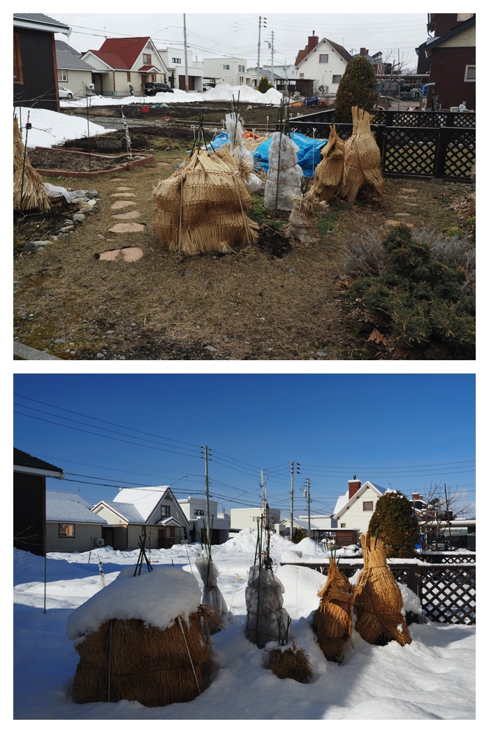 Dokayuki_230327_1