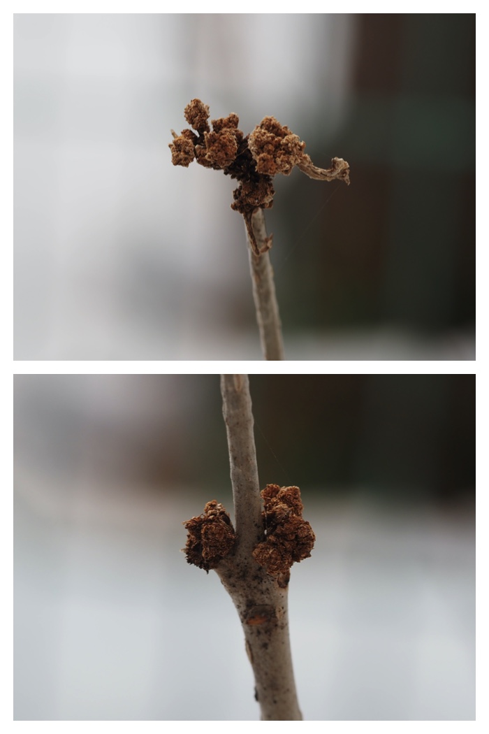 Greenpark_230308_11
