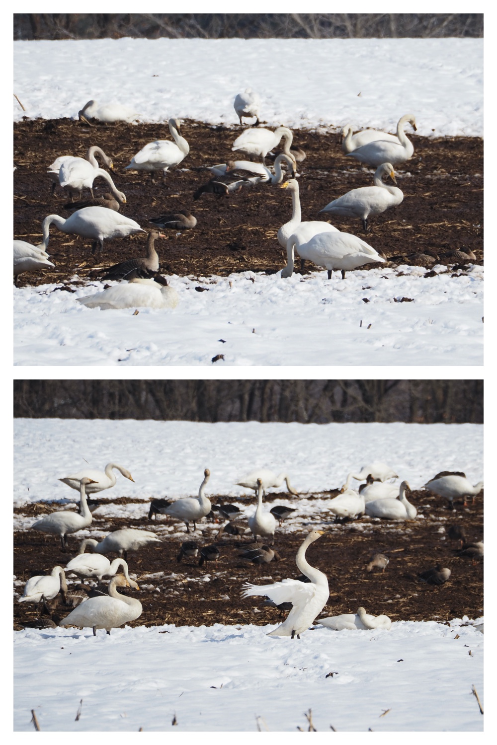 Hakuchou_230328_15
