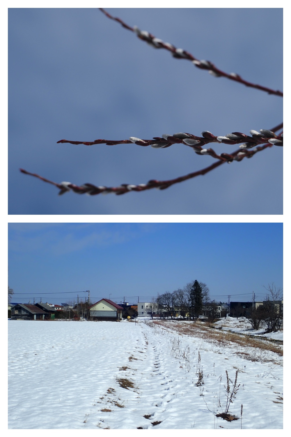 Hakuchou_230328_4