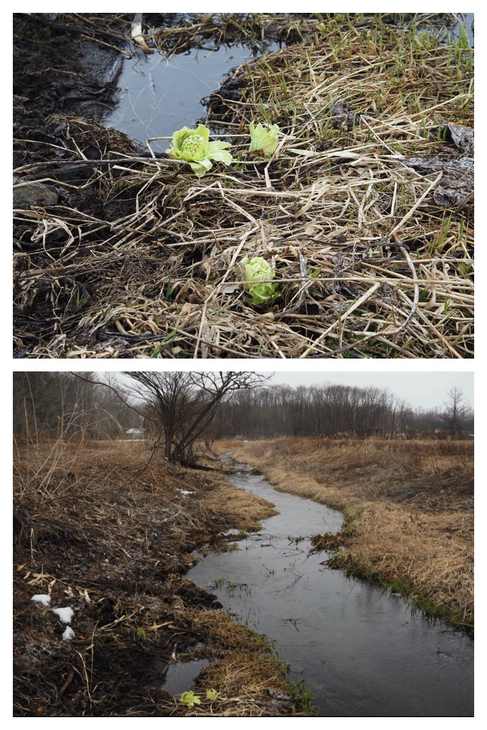 Kikanko_river_230326_11