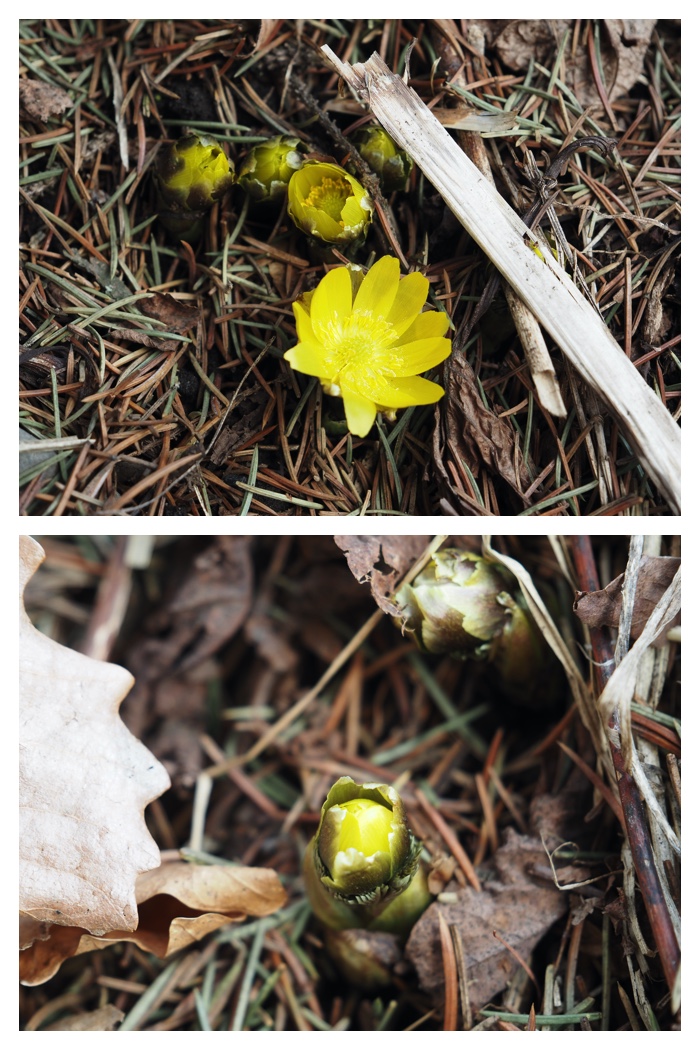 Midorigaoka_230312_3