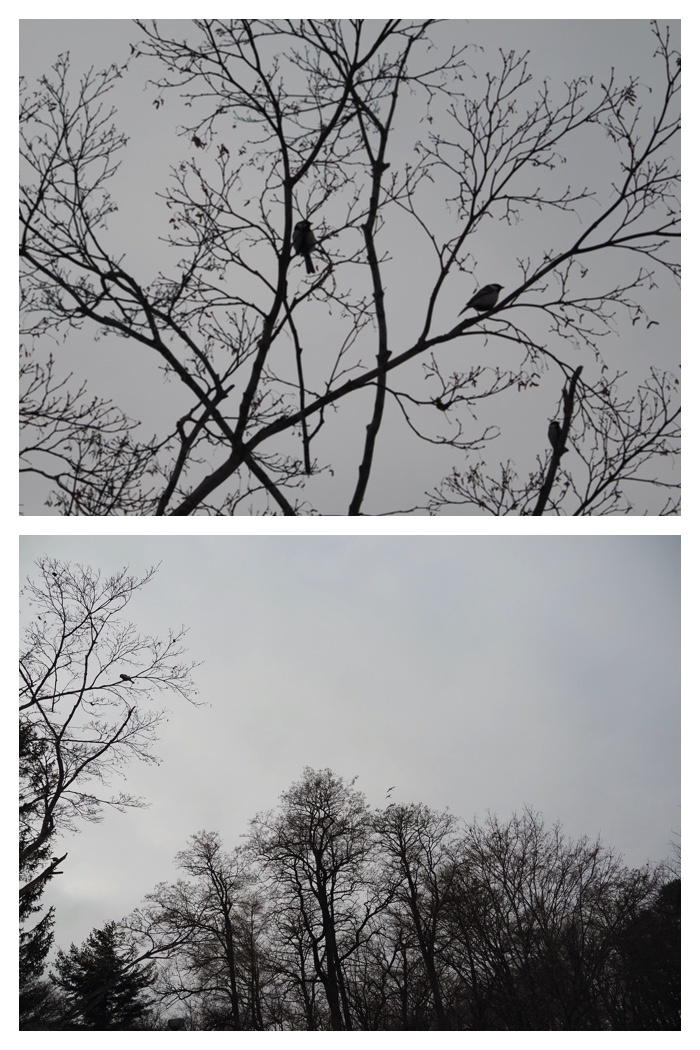 Midorigaoka_230312_8