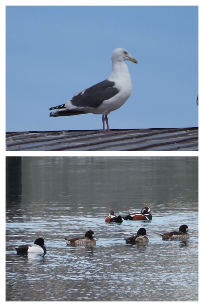 Sea-birds_230321_5