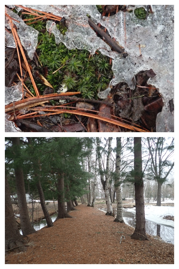 Snow_melt_230323_7