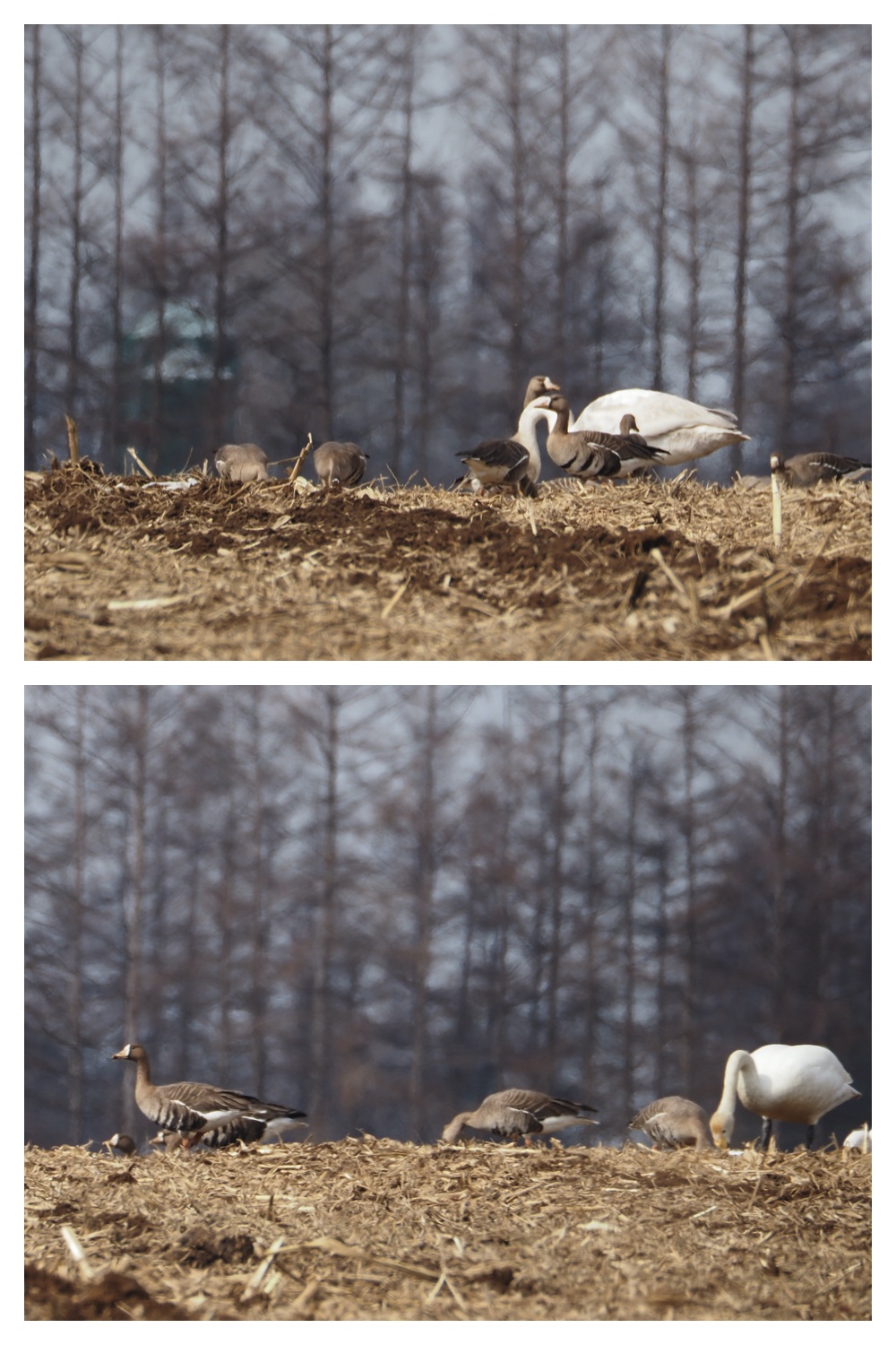 Swan_230331_4