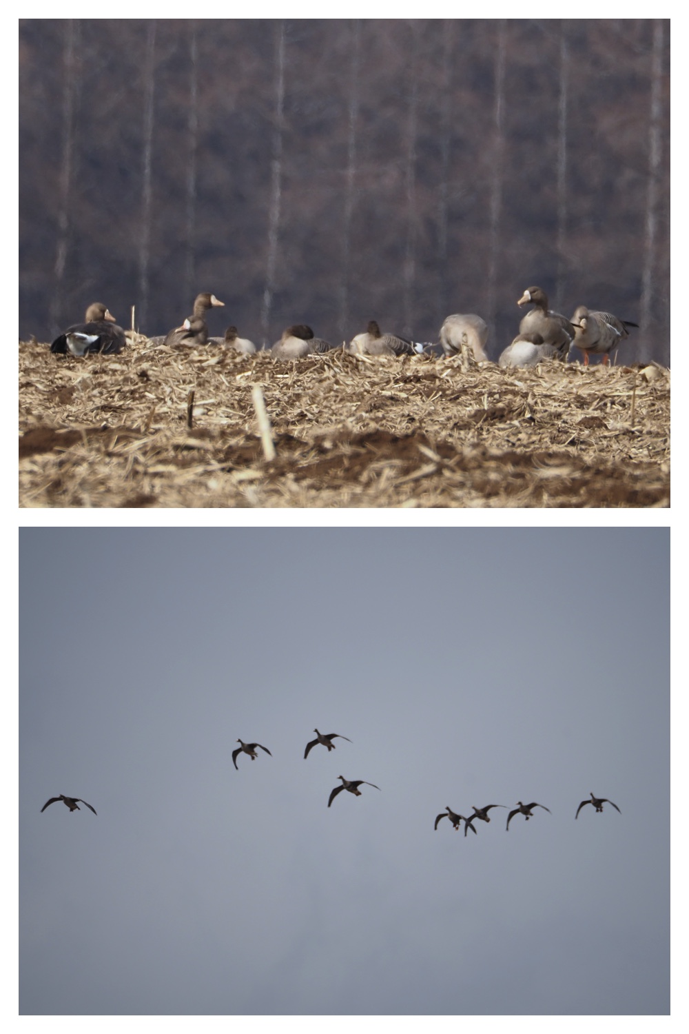 Swan_230331_5