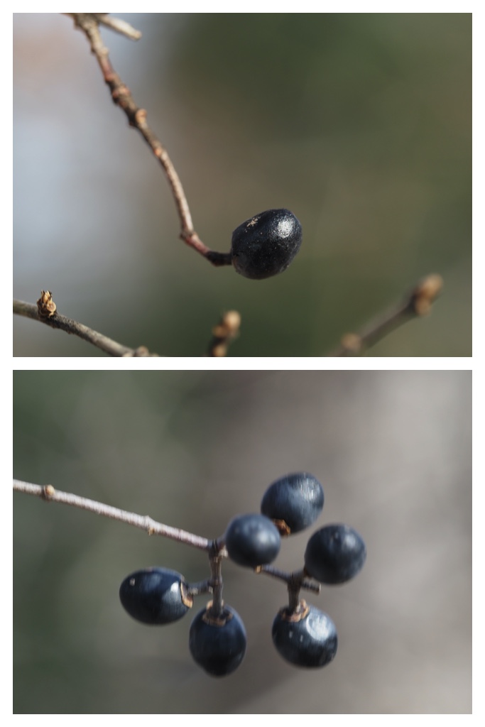 Winter_buds_230314_15