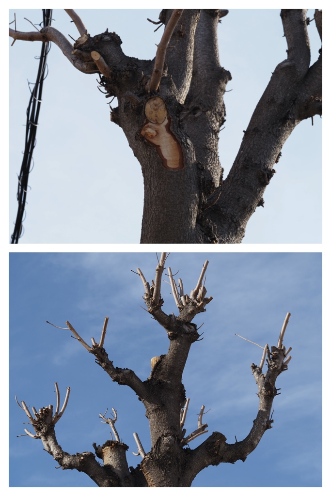 Winter_buds_230314_17
