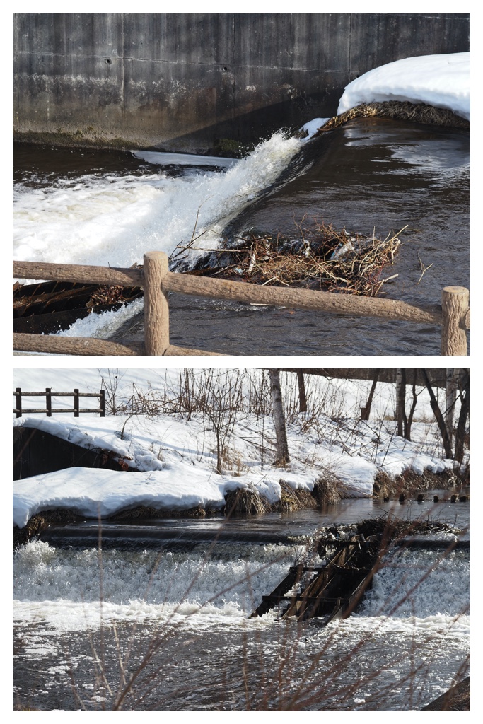 Winter_buds_230314_18