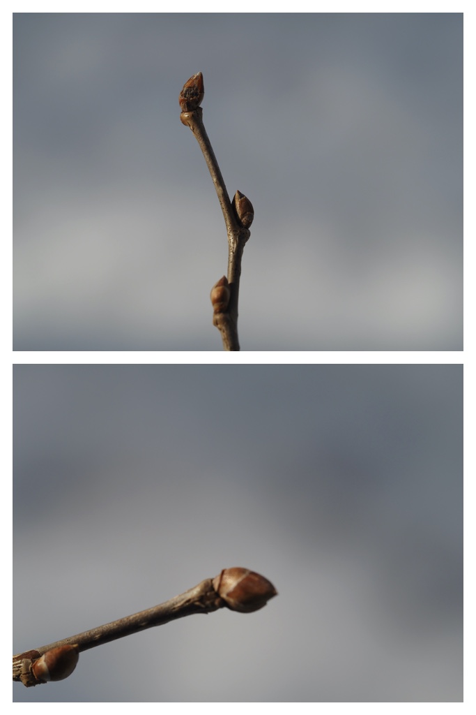 Winter_buds_230314_22