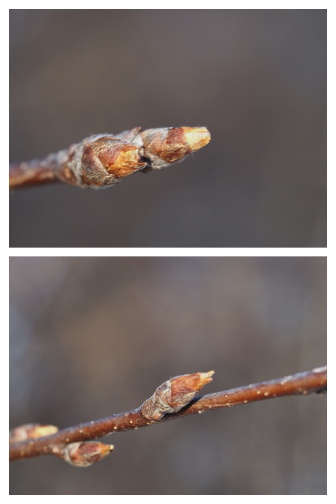 Winter_buds_230314_26