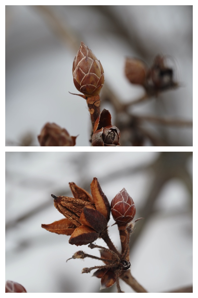 Winter_buds_230314_5