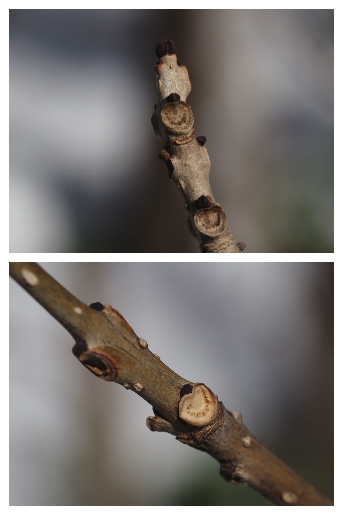 Winter_buds_230314_6